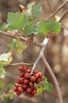 Skunkbush Sumac fruit & foliage