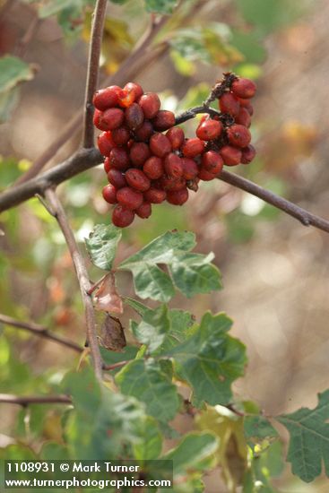 Rhus trilobata