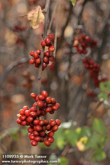 Rhus trilobata