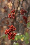 Skunkbush Sumac fruit & foliage