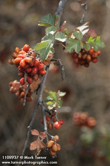 Rhus trilobata