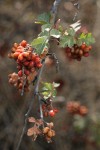 Skunkbush Sumac fruit & foliage