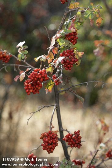 Rhus trilobata