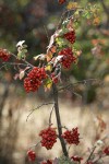 Skunkbush Sumac fruit & foliage