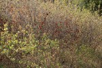 Skunkbush Sumac in fruit