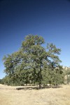 Blue Oak shoe tree