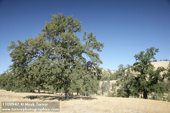 Quercus douglasii