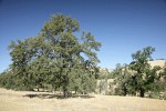 Blue Oak shoe tree