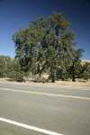 Blue Oak shoe tree