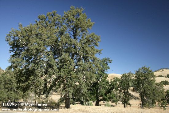 Quercus douglasii