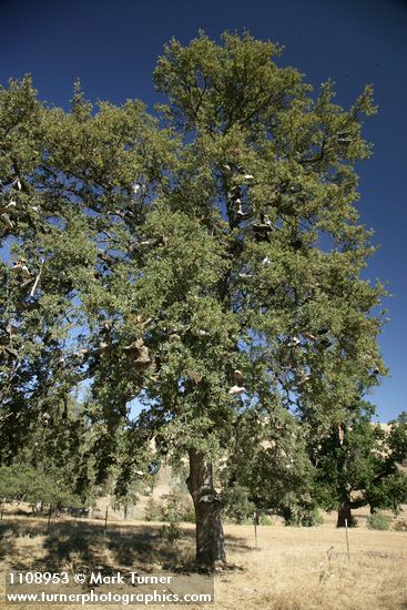 Quercus douglasii