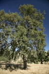 Blue Oak shoe tree