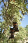 Boots hanging from branch of Blue Oak shoe tree