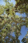 Shoes hanging from branches of Blue Oak shoe tree