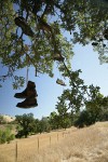 Boots hanging from branch of Blue Oak shoe tree