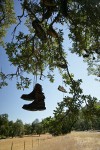 Boots hanging from branch of Blue Oak shoe tree