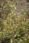 Chaparral Silktassel fruit & foliage