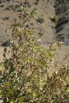 Chaparral Silktassel fruit & foliage