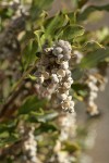 Chaparral Silktassel fruit & foliage