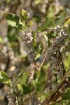 Chaparral Silktassel fruit & foliage