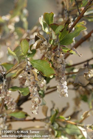 Garrya congdonii