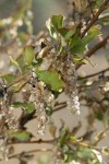 Chaparral Silktassel fruit & foliage