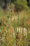 Chamise foliage