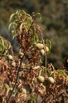 California Buckeye nuts among withering foliage