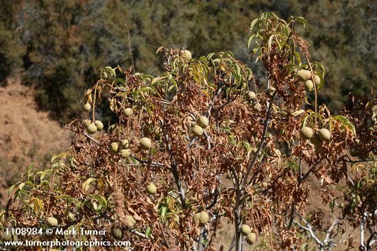 Aesculus californica