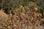 California Buckeye nuts among withering foliage