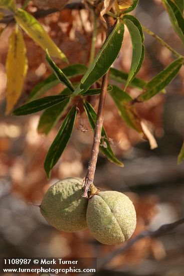 Aesculus californica