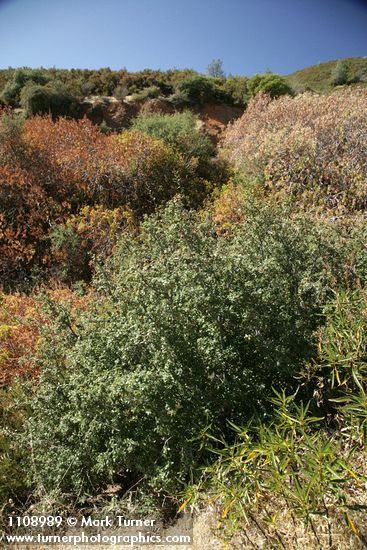 Quercus berberidifolia; Aesculus californica
