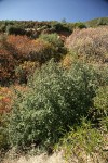 Scrub Oak & California Buckeye chaparral