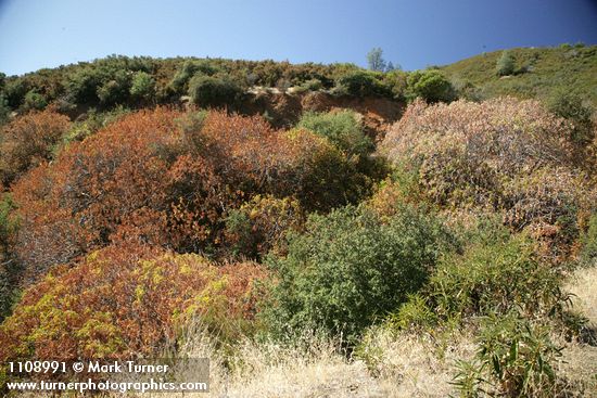 Quercus berberidifolia; Aesculus californica