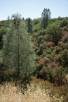 Gray Pines, Scrub Oak & California Buckeye chaparral