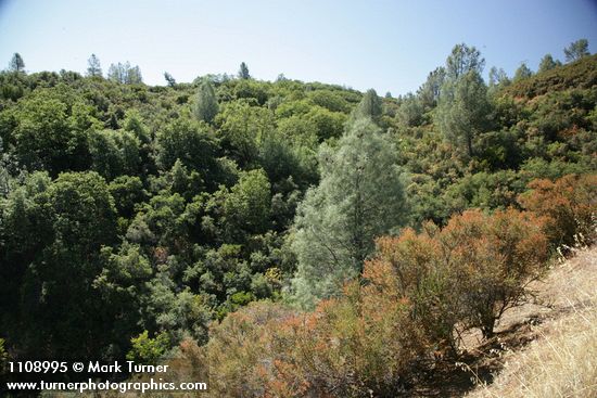 Pinus sabiniana; Adenostoma fasciculatum; Quercus berberidifolia; Aesculus californica