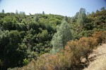 Gray Pines, Chamise, Scrub Oak & California Buckeye chaparral