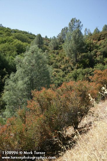 Pinus sabiniana; Adenostoma fasciculatum; Quercus berberidifolia; Aesculus californica