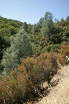 Gray Pines, Chamise, Scrub Oak & California Buckeye chaparral