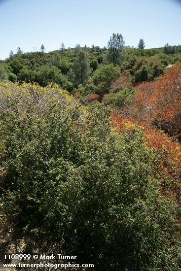 Quercus berberidifolia; Aesculus californica