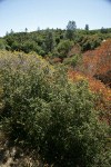 Scrub Oak & California Buckeye chaparral