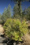 Common Buttonbush in dry stream bed w/ Gray Pines bkgnd