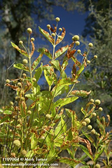 Cephalanthus occidentalis