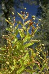 Common Buttonbush seed heads & foliage