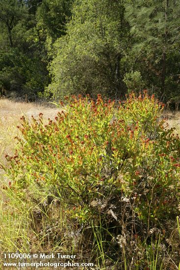 Cephalanthus occidentalis