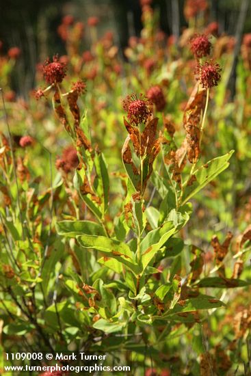 Cephalanthus occidentalis