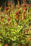Common Buttonbush seed heads & foliage