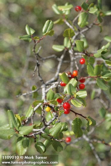 Rhamnus ilicifolia