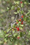 Hollyleaf Redberry fruit & foliage