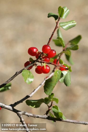 Rhamnus ilicifolia